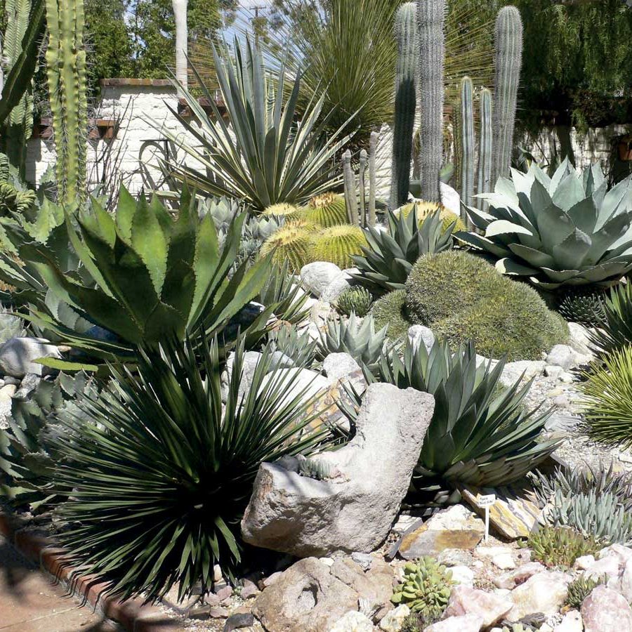 Jardín Cactus