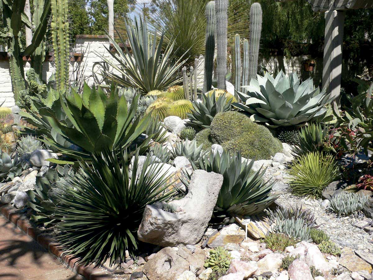 Jardín Cactus